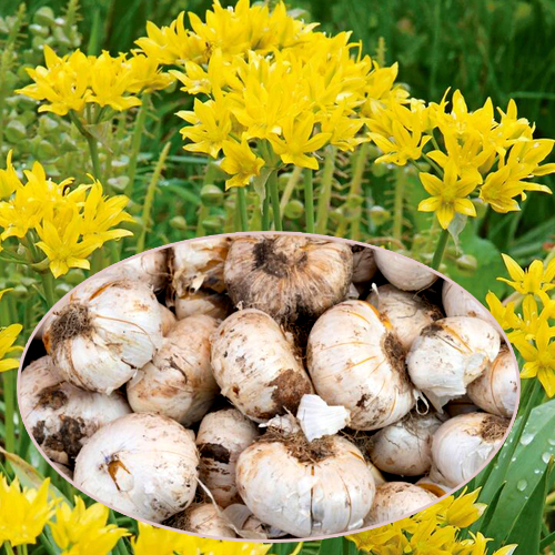 Allium Flower Bulb