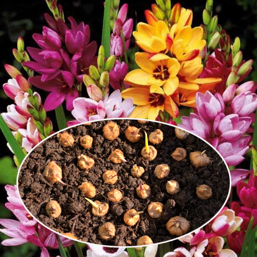 Ixia Flower Bulb