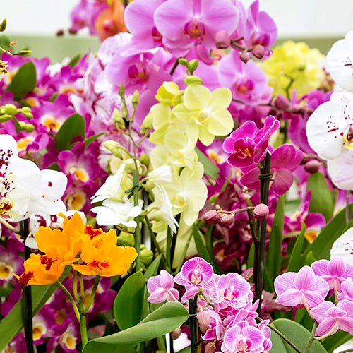 Orchid Flower Plant
