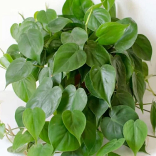 Oxycardium Plant