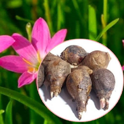 Rain Lily Bulb